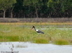 Sattelstorch (2 von 9).jpg